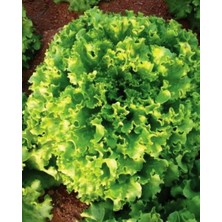 Braventa Collection Agrodal Tarım Ata Tohumu Yerli Kıvırcık Marul Füsun 1000 Adet Tohum