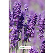 Braventa Collection Agrodal Tarım Lavanta Çiçeği Tohumu