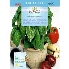 Braventa Collection Miracle Tohum Saksılık Çok Geniş Yapraklı Tatlı Fesleğen TOHUMU(250