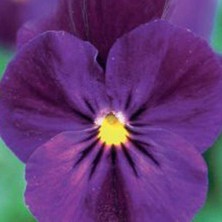 Braventa Collection Dev Mor Hercai Menekşe Çiçeği Tohumu (50 Tohum)