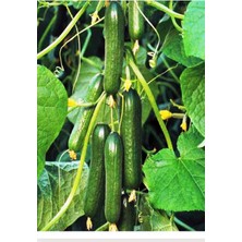 Braventa Collection Agrodal Tarım Hibrit Asma Salatalık Pugar-F1 10 Adet Tohum