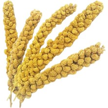 Ergün Collection Vitaking Kuşlar Için Doğal Sarı Dal Darı 100 gr