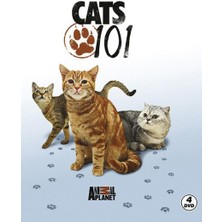 Ergün Collection Cats 101 - Kediler