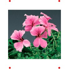 Nuvvo Megcito Sakız Sardunya Tohumu - Pembe Renkli (3 Tohum)