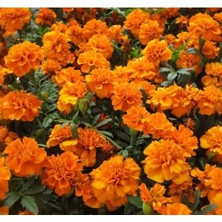 Esranın Dünyası Bodur Turuncu Renkli Fransız Kadife Çiçeği Tohumu - 10 Tohum