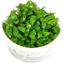 Esranın Dünyası In Vitro Canlı Bitki, Staurogyne Repens Cup, Akvaryum Bitkisi