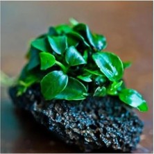 Esranın Dünyası Canlı Anubias Petite Bitki - 5-7 Yaprak