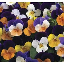 Esranın Dünyası Karışık Renkli Menekşe Çiçeği Tohumu - 8 Adet