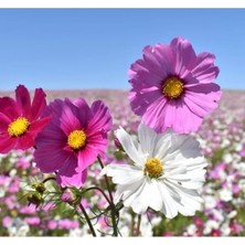 Esranın Dünyası Çok Renkli Kozmoz Çiçeği Tohumu, 50 Tohum