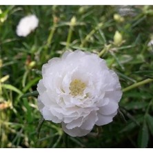 Esranın Dünyası Ipek Çiçeği Tohumu - Duble Katlı - Beyaz (25 Tohum)