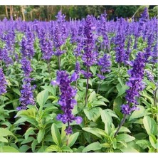 Esranın Dünyası Leylak Ateş Çiçeği - Salvia F1 Tohumu (30 Tohum)