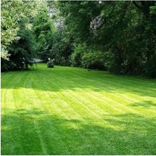 Esranın Dünyası Az Güneş Alan Yarı Gölge Bölgeleri Için Çim Tohumu