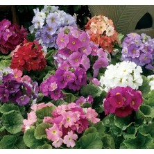 Esranın Dünyası Renkli Onbir Ay Çiçeği Tohumu - 8 Tohum