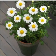 Esranın Dünyası Beyaz Papatya Tohumu (Iri Çiçekli) - 25 Tohum