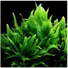 Esranın Dünyası Saksı Içerisinde Canlı Microsorium Pteropus Bitkisi