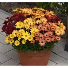 Esranın Dünyası Turuncu ve Kırmızı Renkli Bodrum Papatyası Tohumu - 5 Adet