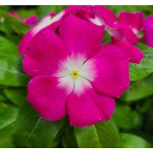 Esranın Dünyası Rozet Çiçeği Tohumu - Magenta Beyaz Nokta - 15 Adet