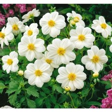 Esranın Dünyası Yıldız Çiçeği Tohumu - Bodur Çok Çiçekli, Beyaz - 10 Adet