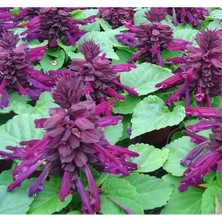 Esranın Dünyası Mor Ateş Çiçeği (Salvia F1) Tohumu - 30 Adet