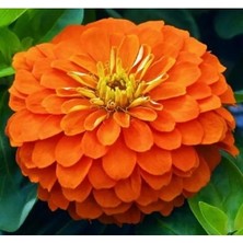 Esranın Dünyası Büyük Geniş Çiçekli Turuncu Zinnia Tohum Seti (5 Adet)