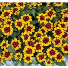 Esranın Dünyası Sarı Kırmızı Zinnia Tohumu - Mini Çok Çiçekli
