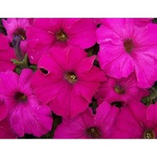 Esranın Dünyası Fuşya Petunya Tohumu - 20 Adet