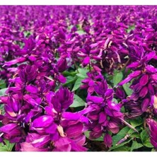 Esranın Dünyası Leylak Renkli Bodur Çok Çiçekli Ateş Çiçeği Tohumu - 15 Adet