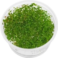 Esranın Dünyası Ludwigia Mini Super Red In Vitro - Canlı Bitki 200CC