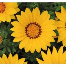 Esranın Dünyası Sarı Renkli Büyük Çiçekli Gazanya Çiçeği Tohumu - 8 Adet