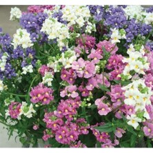 Esranın Dünyası Nemezya Çiçeği Tohumu - Karışık Renkli 5 Adet