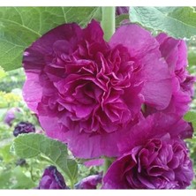 Esranın Dünyası Katmerli Büyük Çiçekli Lila Gülhatmi Tohum Seti (5 Adet)