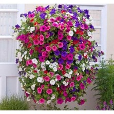 Esranın Dünyası Karışık Renklerde 80 Tohumlu Çoklu Petunya Tohum Seti