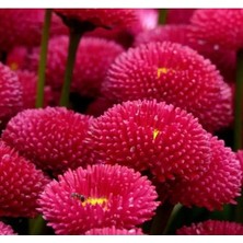 Esranın Dünyası Kırmızı Şeker Tabağı F1 Tohumu - 50 Tohum