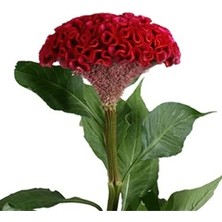 Esranın Dünyası Kırmızı Balta Horoz Ibiği F1 Tohumu - 100 Tohum