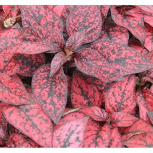 Esranın Dünyası Kırmızı Renkli Hostes Çiçeği Tohumu (Çilli, Geniş Yaprak) - 5 Adet