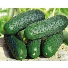 Esranın Dünyası Hıyar Kornişon Tohumu - 10 gr