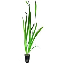Esranın Dünyası Dev Saz Saksı Canlı Bitki - Vallisneria Gigantea