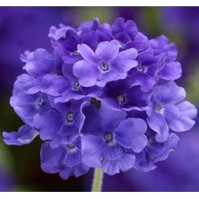 Esranın Dünyası Mavi Mine Çiçeği F1 Tohumu - 20 Tohum