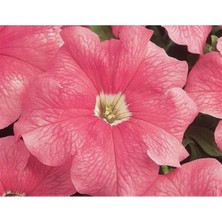 Esranın Dünyası Somon Renkli Petunya Tohumu - 20 Adet