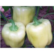 Esranın Dünyası Biber Hatun Tohumu (10 Gr) - Lezzetli ve Verimli