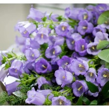 Esranın Dünyası Mini Maviş Çan Çiçeği Tohumu - 5 Adet