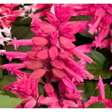 Esranın Dünyası Pembe Ateş Çiçeği - Salvia F1 Tohumu - 30 Adet