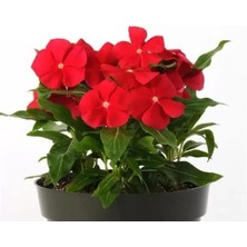 Esranın Dünyası Çok Dallanan Gerçek Kırmızı Renkli Rozet Çiçeği - 15 Tohum