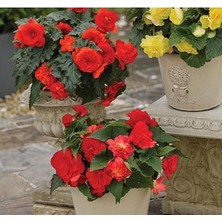 Esranın Dünyası Katmerli Kırmızı Begonya Tohumu - 5 Adet