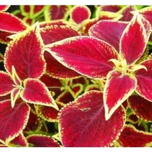 Esranın Dünyası Kırmızı Yaprak Güzeli F1 Tohumu - Renkli Bahçeler Için
