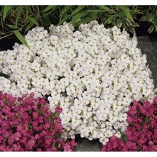 Esranın Dünyası Karışık Renkli Arabis F1 Tohumu - Bahçenizi Zenginleştirin