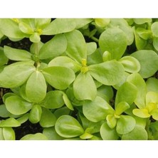 Esranın Dünyası Yerli Semiz Otu Tohumu