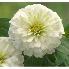 Esranın Dünyası Büyük Geniş Çiçekli Beyaz Zinnia Tohum Seti (5 Adet)