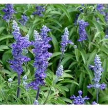 Esranın Dünyası Adaçayı Çiçeği - Doğal ve Sade Güzellik