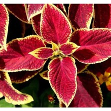 Esranın Dünyası Kırmızı Renkli Geniş Yapraklı Yaprak Güzeli Tohumu - 20 Adet